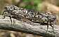 lyristes_plebejus_copula_2