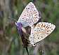 lysandra_bellargus_copula