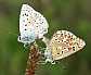 lysandra_hispana_copula