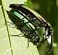 lytta_vesicatoria_copula