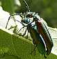 lytta_vesicatoria_copula_1