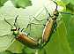 lytta_vesicatoria_copula_3