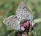 maculinea_arion_copiula_1