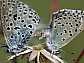 maculinea_arion_copula_2