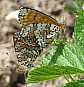 melitaea_cinxia_copula