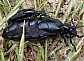 meloe_proscarabeus_copula