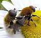 merodon_equestris_copula_2