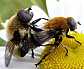 merodon_equestris_copula_2