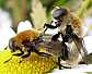 merodon_equestris_copula_3