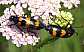mylabris_variabilis_copula