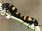 mylabris_variabilis_copula_1