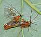 netelia_copula_1___copie