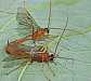 netelia_copula___copie