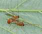 netelia_testaceus_copula