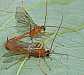 netelia_testaceus_copula_1