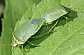 nezara_viridula_copula