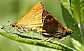 ochlodes_venatus_copula