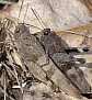 oedipoda_caerulescens_copula