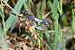 orthetrum_cancellatum_copula