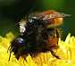 osmia_cornuta_copula