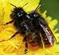 osmia_cornuta_copula_1