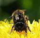 osmia_cornuta_copula_2