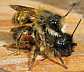 osmia_rufa_copula