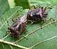 pentatoma_rufipes_copula