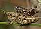 pezotettix_giornae_copula