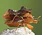phymata_crassipes_copula_1