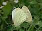 pieris_rapae_copula