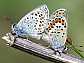 plebejus_argus_copula