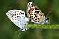 plebejus_sp_copula
