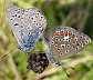 polyommatus_icarus_copula