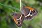 pyronia_bathseba_copula