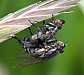sarcophaga_sp_copula_1