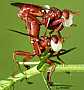 sicus_ferrugineus_copula