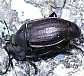 silpha_tyrolensis_copula_1