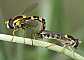 sphaerophoria_scripta_copula_1