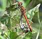 sympetrum_striolatum_copula