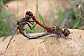 sympetrum_vulgatum_copula