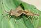 syromastes_rhombeus_copula