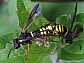 tenthredo_largiflavacopula