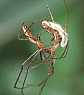 tetragnathe_copula