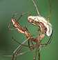 tetragnathe_copula_1