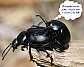 timarcha_tenebricosa_copula_1