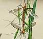 tipula_luna_copula