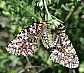 zerynthia_rumina_copula
