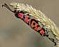 zygaena_fausta_copula