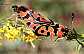 zygaena_fausta_copula_1